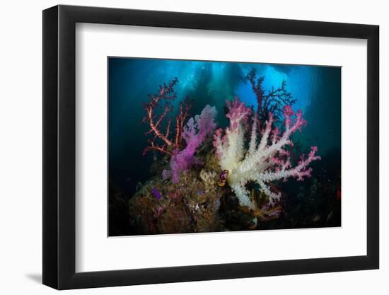 Soft coral garden, Indonesia-Magnus Lundgren-Framed Photographic Print