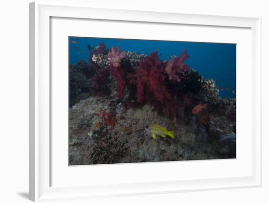 Soft Coral on a Fijian Reef-Stocktrek Images-Framed Photographic Print