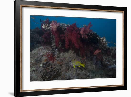 Soft Coral on a Fijian Reef-Stocktrek Images-Framed Photographic Print