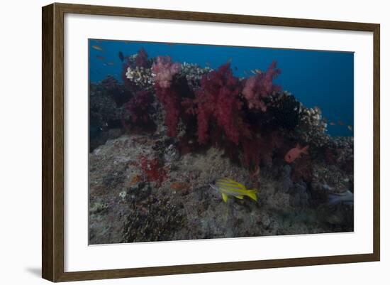 Soft Coral on a Fijian Reef-Stocktrek Images-Framed Photographic Print