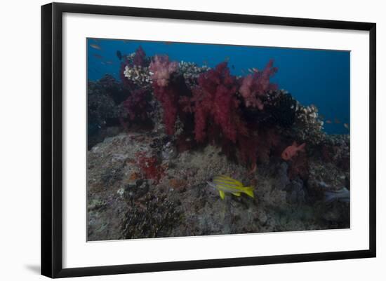 Soft Coral on a Fijian Reef-Stocktrek Images-Framed Photographic Print