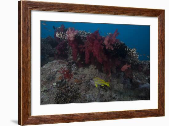 Soft Coral on a Fijian Reef-Stocktrek Images-Framed Photographic Print