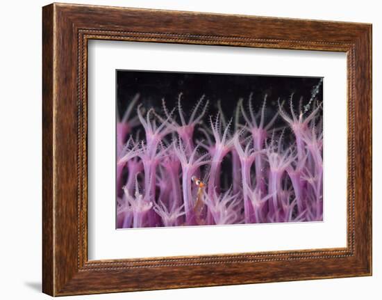 Soft Coral Polyp and a Shrimp-Bernard Radvaner-Framed Photographic Print
