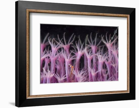 Soft Coral Polyp and a Shrimp-Bernard Radvaner-Framed Photographic Print