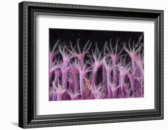 Soft Coral Polyp and a Shrimp-Bernard Radvaner-Framed Photographic Print