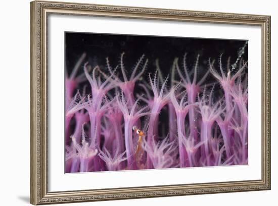 Soft Coral Polyp and a Shrimp-Bernard Radvaner-Framed Photographic Print