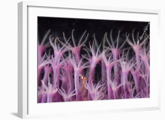 Soft Coral Polyp and a Shrimp-Bernard Radvaner-Framed Photographic Print