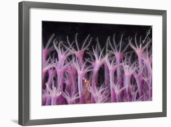 Soft Coral Polyp and a Shrimp-Bernard Radvaner-Framed Photographic Print