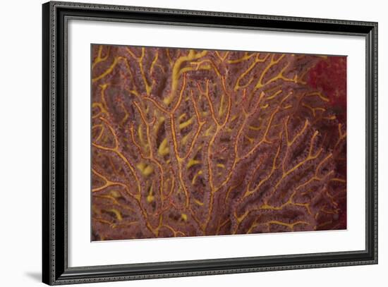 Soft Coral Polyps Feeding, Beqa Lagoon, Fiji-Stocktrek Images-Framed Photographic Print