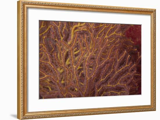 Soft Coral Polyps Feeding, Beqa Lagoon, Fiji-Stocktrek Images-Framed Photographic Print