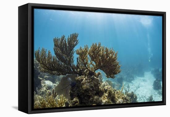Soft Coral Sea Fans are Seen in This Underwater Photograph Taken Off the Isle of Youth, Cuba-James White-Framed Premier Image Canvas