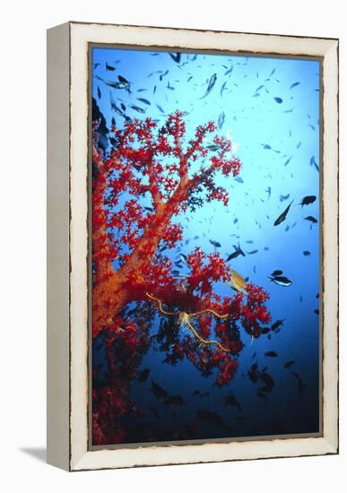 Soft Coral-Peter Scoones-Framed Premier Image Canvas