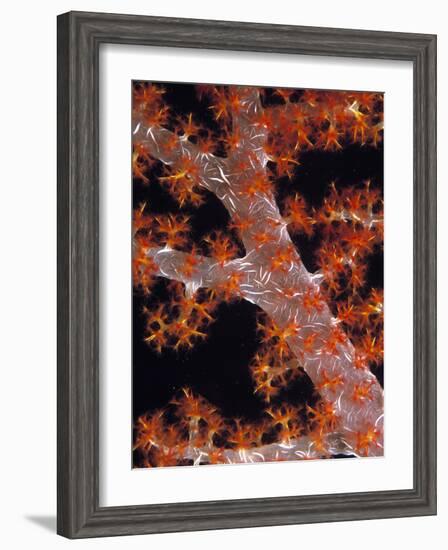 Soft Coral-Georgette Douwma-Framed Photographic Print