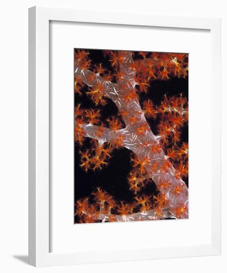 Soft Coral-Georgette Douwma-Framed Photographic Print