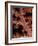 Soft Coral-Georgette Douwma-Framed Photographic Print