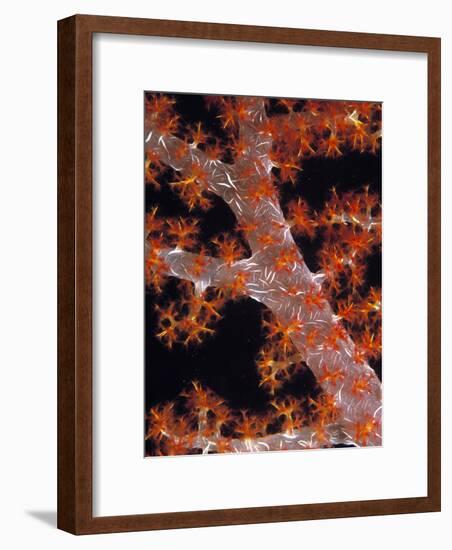 Soft Coral-Georgette Douwma-Framed Photographic Print