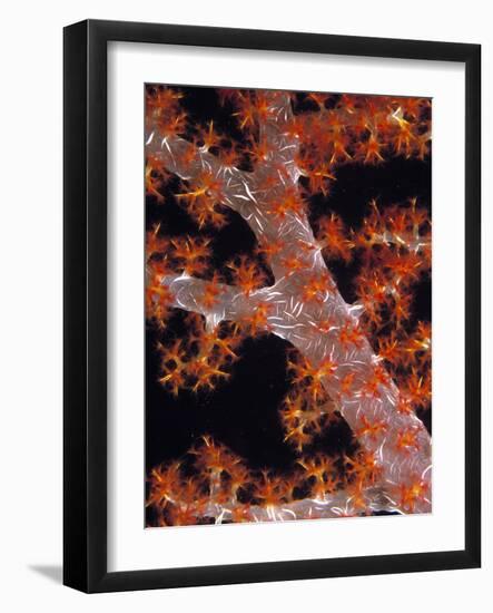 Soft Coral-Georgette Douwma-Framed Photographic Print