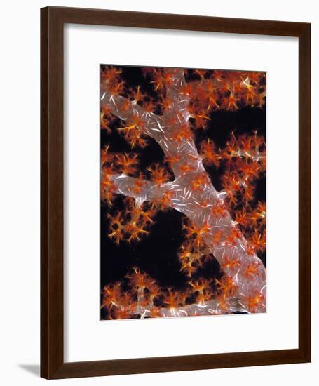 Soft Coral-Georgette Douwma-Framed Photographic Print