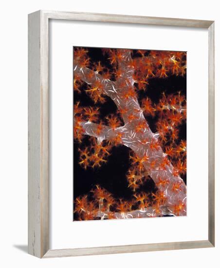 Soft Coral-Georgette Douwma-Framed Photographic Print