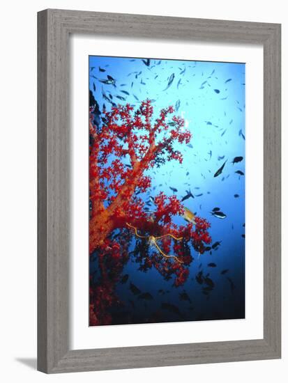 Soft Coral-Peter Scoones-Framed Photographic Print