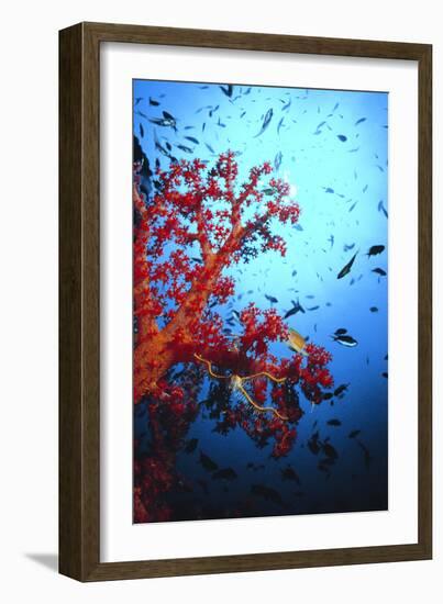 Soft Coral-Peter Scoones-Framed Photographic Print