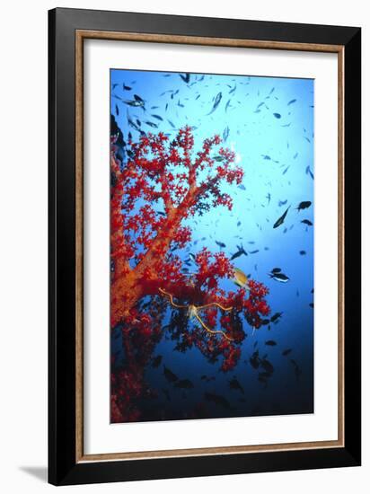 Soft Coral-Peter Scoones-Framed Photographic Print