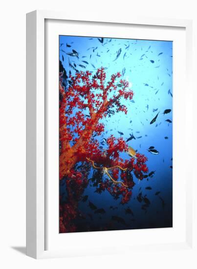 Soft Coral-Peter Scoones-Framed Photographic Print