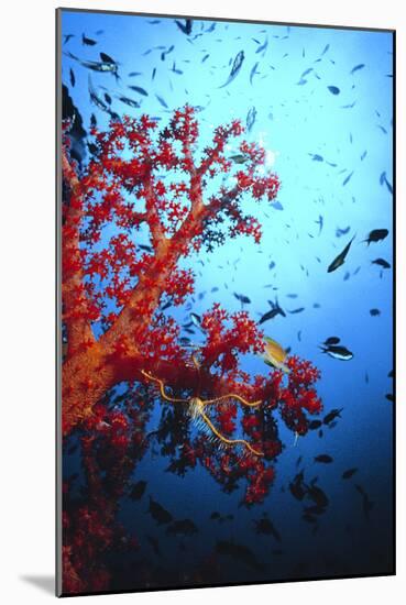 Soft Coral-Peter Scoones-Mounted Photographic Print