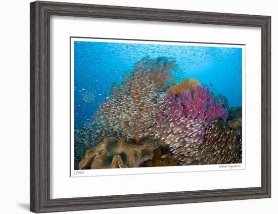 Soft Corals and Glassfish-Jones-Shimlock-Framed Giclee Print