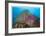 Soft Corals and Glassfish-Jones-Shimlock-Framed Giclee Print