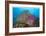 Soft Corals and Glassfish-Jones-Shimlock-Framed Giclee Print