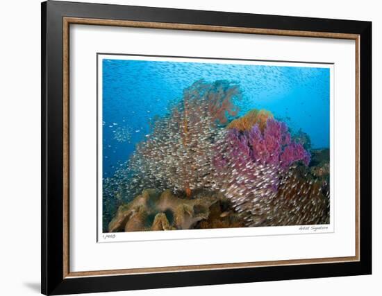 Soft Corals and Glassfish-Jones-Shimlock-Framed Giclee Print