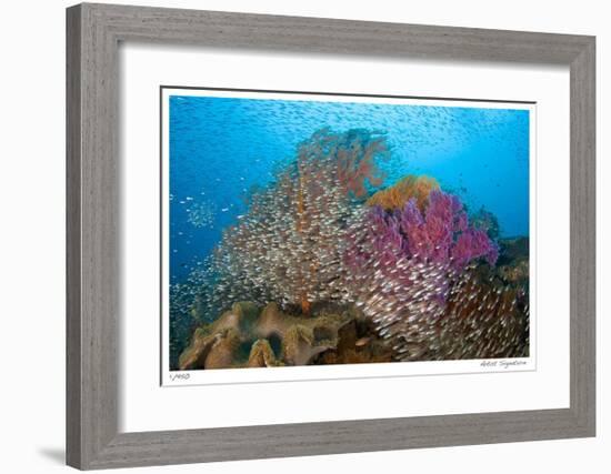 Soft Corals and Glassfish-Jones-Shimlock-Framed Giclee Print