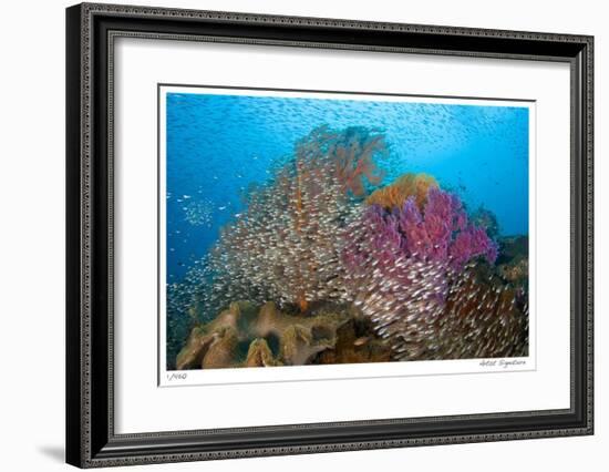 Soft Corals and Glassfish-Jones-Shimlock-Framed Giclee Print