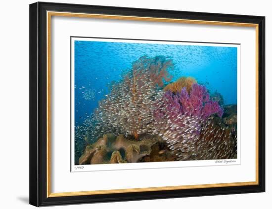 Soft Corals and Glassfish-Jones-Shimlock-Framed Giclee Print