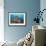 Soft Corals and Glassfish-Jones-Shimlock-Framed Giclee Print displayed on a wall