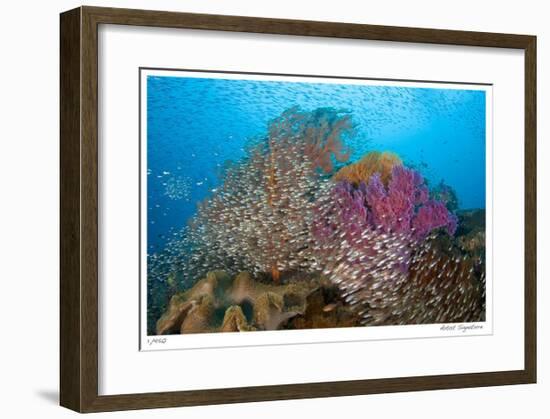 Soft Corals and Glassfish-Jones-Shimlock-Framed Giclee Print