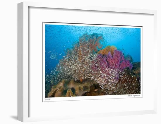 Soft Corals and Glassfish-Jones-Shimlock-Framed Giclee Print