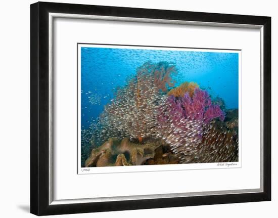 Soft Corals and Glassfish-Jones-Shimlock-Framed Giclee Print