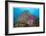 Soft Corals and Glassfish-Jones-Shimlock-Framed Giclee Print