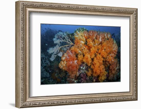 Soft Corals and Invertebrates on a Beautiful Reef in Indonesia-Stocktrek Images-Framed Photographic Print