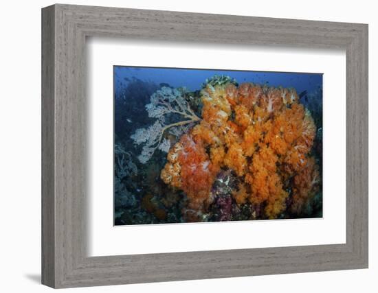 Soft Corals and Invertebrates on a Beautiful Reef in Indonesia-Stocktrek Images-Framed Photographic Print