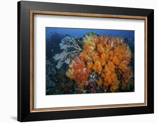 Soft Corals and Invertebrates on a Beautiful Reef in Indonesia-Stocktrek Images-Framed Photographic Print