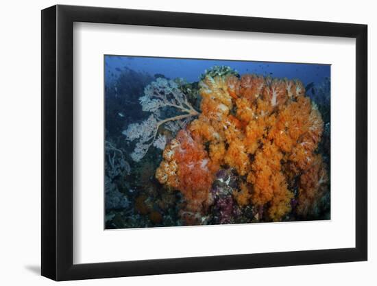 Soft Corals and Invertebrates on a Beautiful Reef in Indonesia-Stocktrek Images-Framed Photographic Print