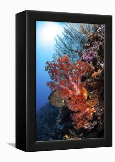 Soft Corals and Other Invertebrates Grow on a Reef in Indonesia-Stocktrek Images-Framed Premier Image Canvas