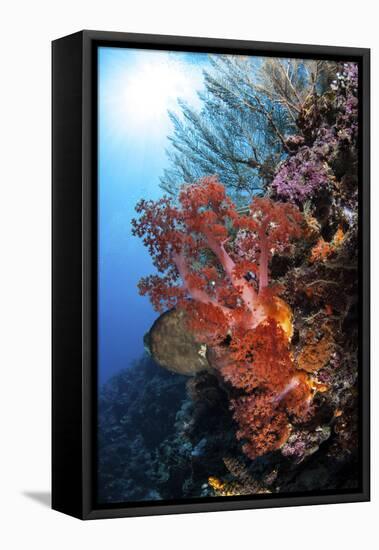 Soft Corals and Other Invertebrates Grow on a Reef in Indonesia-Stocktrek Images-Framed Premier Image Canvas