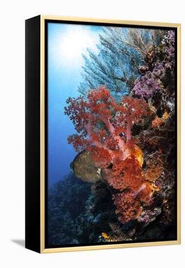 Soft Corals and Other Invertebrates Grow on a Reef in Indonesia-Stocktrek Images-Framed Premier Image Canvas