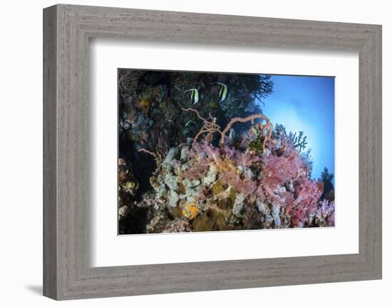 Soft Corals and Other Invertebrates Grow on a Reef in Indonesia-Stocktrek Images-Framed Photographic Print