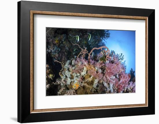 Soft Corals and Other Invertebrates Grow on a Reef in Indonesia-Stocktrek Images-Framed Photographic Print