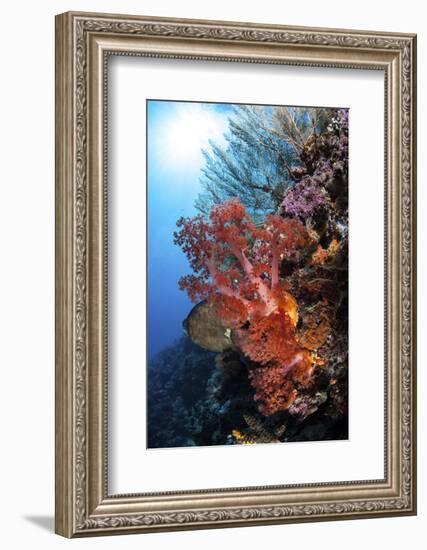 Soft Corals and Other Invertebrates Grow on a Reef in Indonesia-Stocktrek Images-Framed Photographic Print